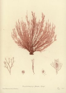 British Sea-Weed by English School